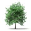 Tulip Tree 3D Model 7m (10927) - Image 5