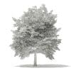 Tulip Tree 3D Model 7m (10927) - Image 6