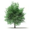 Tulip Tree 3D Model 7m (10927) - Image 7
