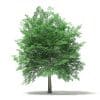 Trees 3D Models Collection - Volume 109 - Image 28