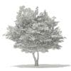 Tulip Tree 3D Model 7m (10928) - Image 2