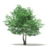 Tulip Tree 3D Model 7m (10928) - Image 3