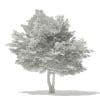 Tulip Tree 3D Model 7m (10928) - Image 4