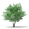 Tulip Tree 3D Model 7m (10928) - Image 5