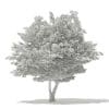 Tulip Tree 3D Model 7m (10928) - Image 6