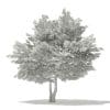 Tulip Tree 3D Model 7m (10928) - Image 8
