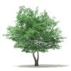 Trees 3D Models Collection - Volume 109 - Image 29