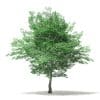 Trees 3D Models Collection - Volume 109 - Image 30