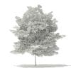 Tulip Tree 3D Model 7m (10930) - Image 2