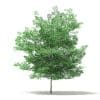 Tulip Tree 3D Model 7m (10930) - Image 3