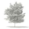 Tulip Tree 3D Model 7m (10930) - Image 4