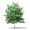 Tulip Tree 3D Model 7m (10930) - Image 5