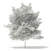 Tulip Tree 3D Model 7m (10930) - Image 6