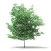 Tulip Tree 3D Model 7m (10930) - Image 7