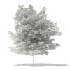 Tulip Tree 3D Model 7m (10930) - Image 8