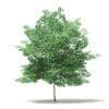Trees 3D Models Collection - Volume 109 - Image 31