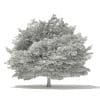 Silver Maple 3D Model 14.6m (10931) - Image 2