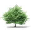 Silver Maple 3D Model 14.6m (10931) - Image 3