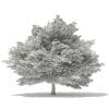 Silver Maple 3D Model 14.6m (10931) - Image 4