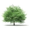 Silver Maple 3D Model 14.6m (10931) - Image 5