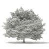 Silver Maple 3D Model 14.6m (10931) - Image 6