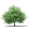 Silver Maple 3D Model 14.6m (10931) - Image 7