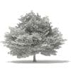 Silver Maple 3D Model 14.6m (10931) - Image 8