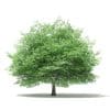 Trees 3D Models Collection - Volume 109 - Image 32