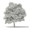 Silver Maple 3D Model 10m (10932) - Image 2