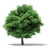 Silver Maple 3D Model 10m (10932) - Image 3