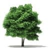 Silver Maple 3D Model 10m (10932) - Image 5