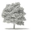 Silver Maple 3D Model 10m (10932) - Image 6