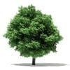 Silver Maple 3D Model 10m (10932) - Image 7