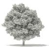 Silver Maple 3D Model 10m (10932) - Image 8