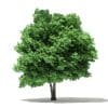 Trees 3D Models Collection - Volume 109 - Image 33
