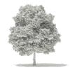 Silver Maple 3D Model 11m (10933) - Image 2