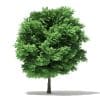 Silver Maple 3D Model 11m (10933) - Image 3