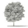 Silver Maple 3D Model 11m (10933) - Image 4