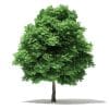 Silver Maple 3D Model 11m (10933) - Image 5