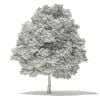 Silver Maple 3D Model 11m (10933) - Image 6