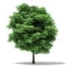 Silver Maple 3D Model 11m (10933) - Image 7