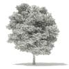 Silver Maple 3D Model 11m (10933) - Image 8