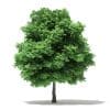 Trees 3D Models Collection - Volume 109 - Image 34