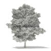 Silver Maple 3D Model 15m (10934) - Image 2