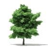 Silver Maple 3D Model 15m (10934) - Image 3