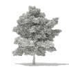 Silver Maple 3D Model 15m (10934) - Image 4