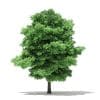 Silver Maple 3D Model 15m (10934) - Image 5
