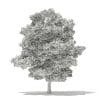 Silver Maple 3D Model 15m (10934) - Image 6
