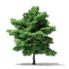 Silver Maple 3D Model 15m (10934) - Image 7