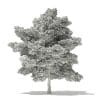 Silver Maple 3D Model 15m (10934) - Image 8